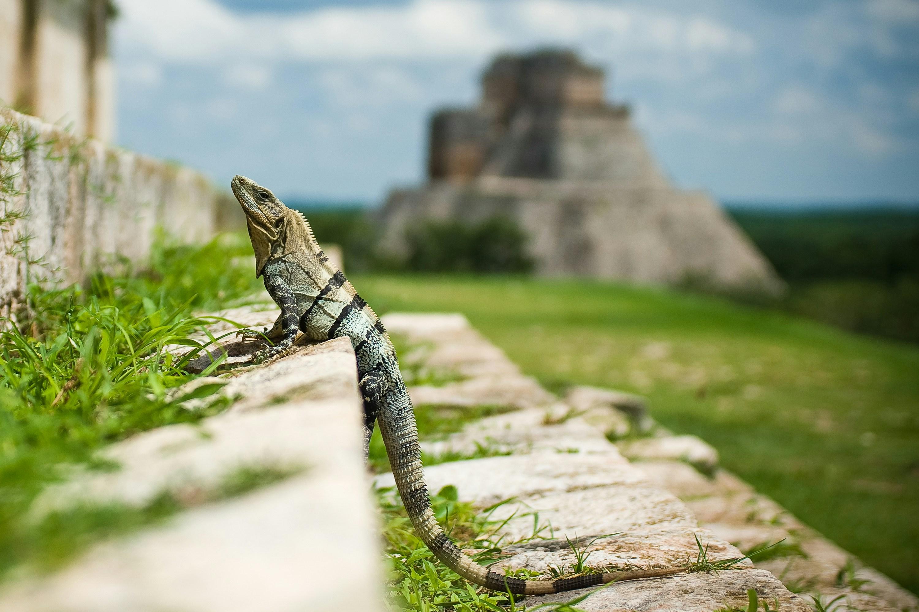 Looking for that perfect excursion in Cancun and the Riviera Maya? - background banner